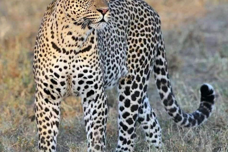 From Zanzibar: Selous Game Reserve Day Safari with Lunch