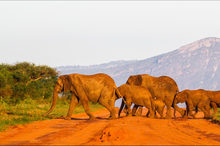 Safari de luxe de 3 jours dans le parc national de Tsavo Ouest avec Saltlick