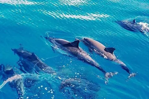 Hurghada : Maison des dauphins et sports nautiques Banana en bateau rapide