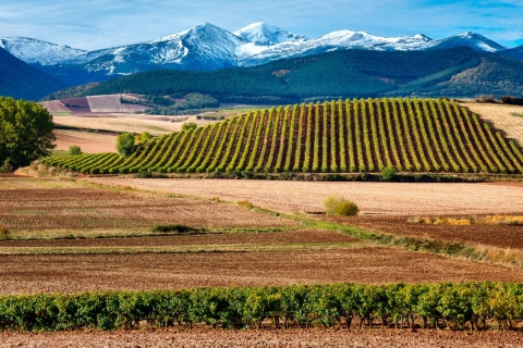 Prywatna wycieczka po winnicach La Rioja z Bilbao (3 winnice)