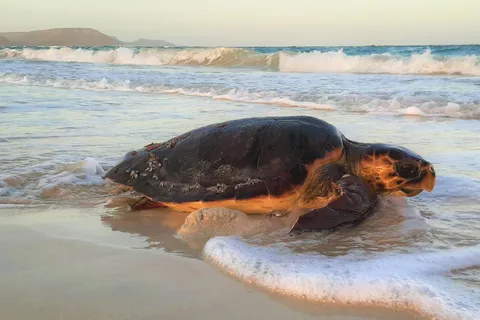 Turtle Watching Experience