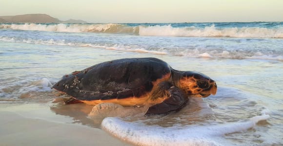 Turtle Watching Experience