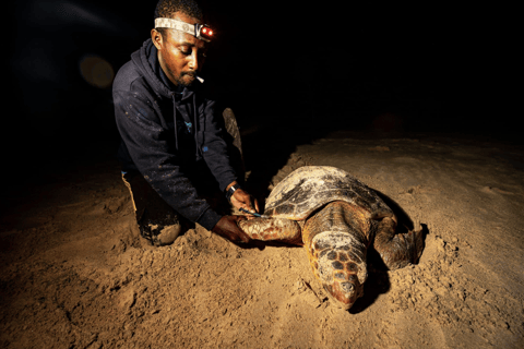 Boa Vista: Turtle Nesting Night Tour with Hotel Pickup