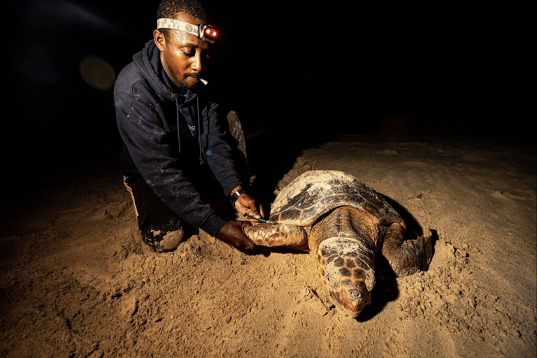 Boa Vista: Turtle Nesting Night Tour with Hotel Pickup