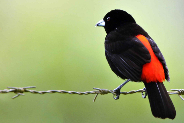 Parque Nacional de Carara: Melhor Tour Parque Nacional de Carara - Um dia