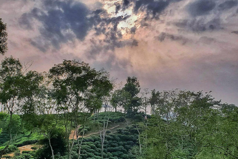 Au départ de Sylhet : Circuit de 4 jours dans les jardins de thé et la forêt tropicale de Srimangal