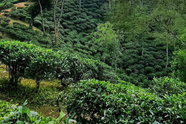 De Sylhet: Srimangal Tea Garden &amp; Rainforest - Excursão de 4 dias