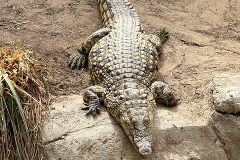 Djerba Explore: Crocodile Park & Lalla Hadria Museum Tour