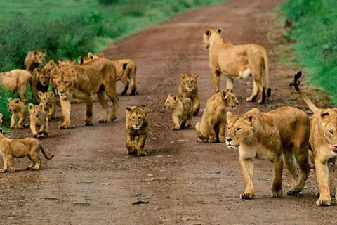 Lake Nakuru National Park Day Trip From Nairobi Lake Nakuru National Park From Nairobi