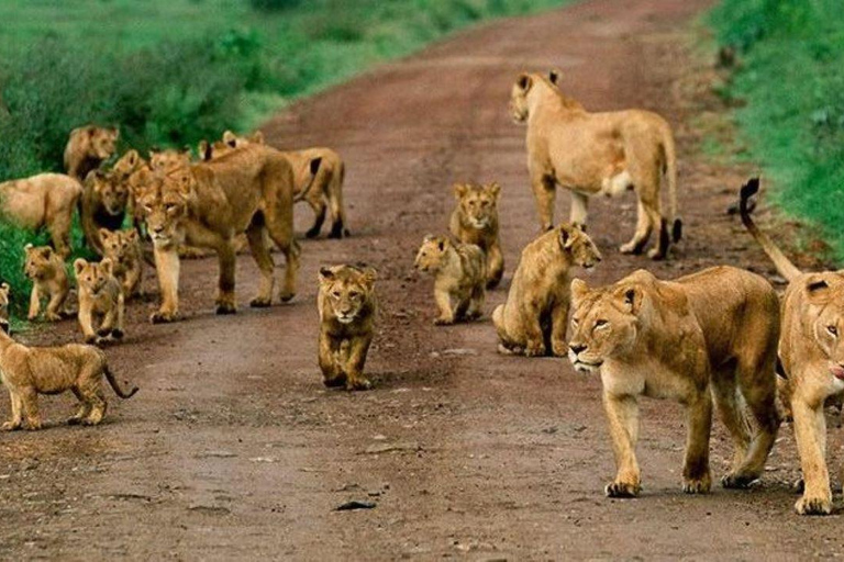 Lake Nakuru National Park Day Trip From Nairobi Lake Nakuru National Park From Nairobi