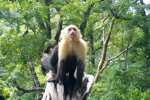 Carara National Park: Guided Walk Carara Costa Rica Nature