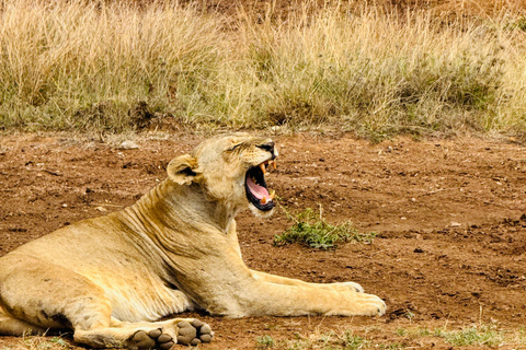 Nairobi Park Safari, Sheldrick's Orphanage & Giraffe Center Shared Drive in Open-Roof Van Game Drive