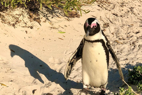 Cape of Good Hope and Penguins Full-Day Private Tour Private tour: Cape of Good Hope and Penguins Full-Day Tour