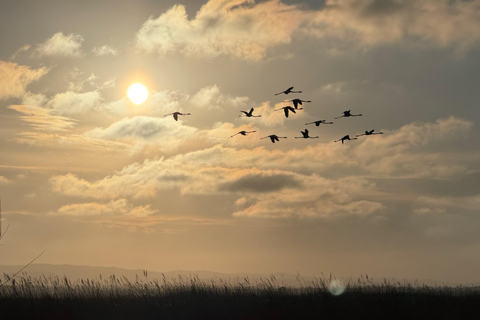 Valencia: Epic Albufera Sunset adventures and fun Albufera experience May 2026