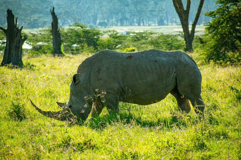 Nairobi: Lake Nakuru National Park and Lake Naivasha Tour