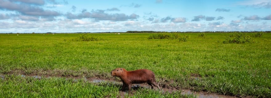 Circuit de 3 jours sur la faune et la culture de l'Amazonie bolivienne : Pampa y Selva