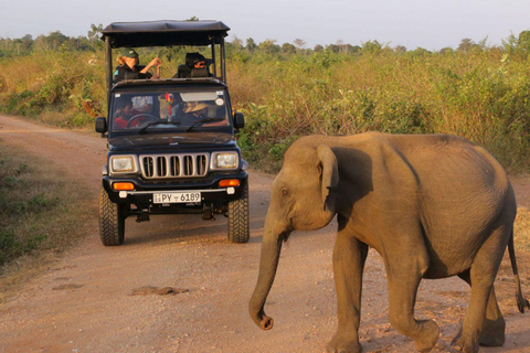 Von Galle/Weligama/Mirissa: Yala-Safari und Vogelpark-Tour