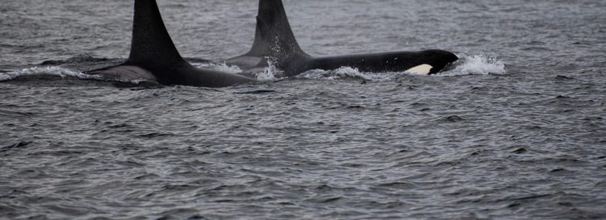 Campbell River : excursion de 6 heures en bateau pour l'observation des baleines