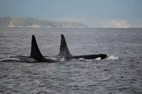 Campbell River: tour in barca di 6 ore per osservare le balene