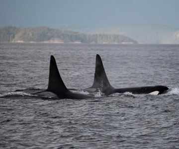 Campbell River: 6-Hour Whale Watching Boat Tour