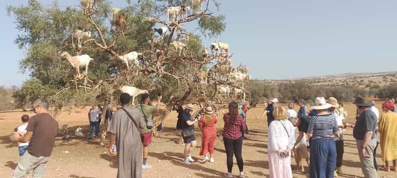 Marrakech : excursion d'une journée à Essaouira, à la médina et au vieux port - medina