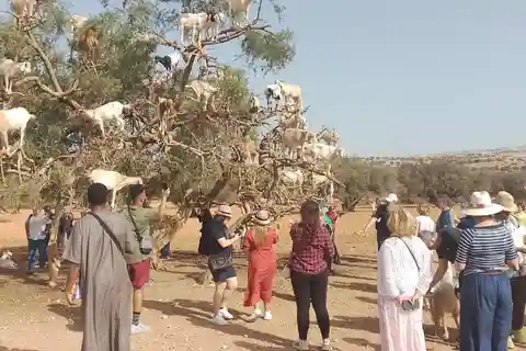Excursion d'une journée à Essaouira depuis Marrakech