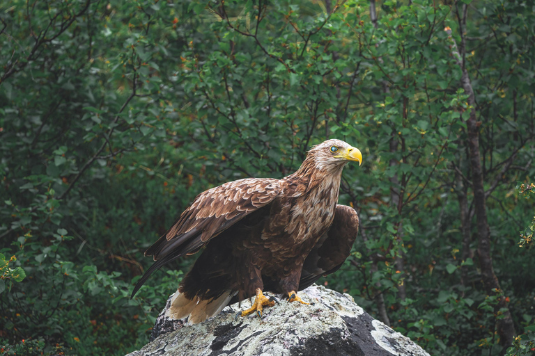 Explore the Norwegian Fjords and the Wildlife from Abisko.