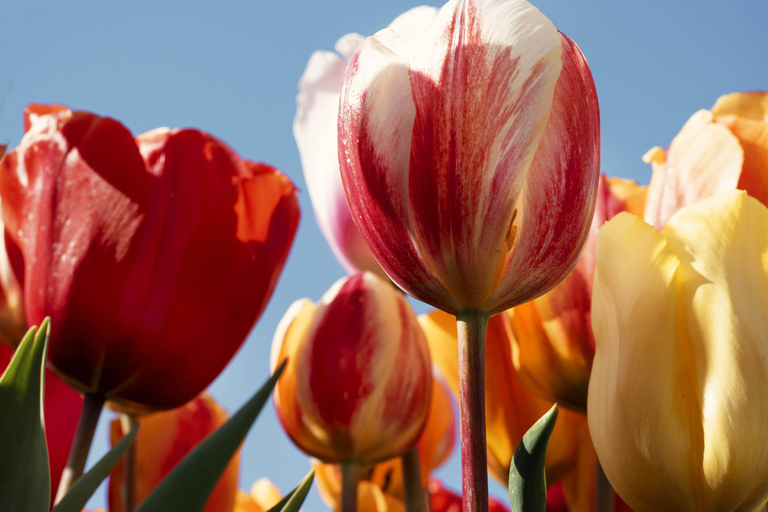 From Amsterdam: Tulip Experience and Tulip Fields Tour 4-hour tour Tulip Experience