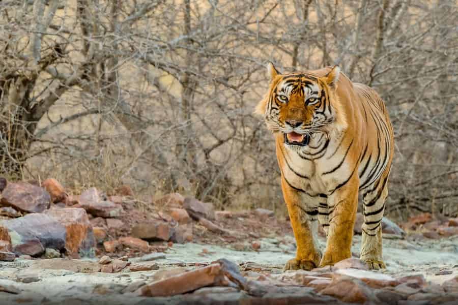 Goldenes Dreieck 7 Tage Tour mit Ranthambore. Foto: GetYourGuide Goldenes Dreieck 7 Tage Tour mit Ranthambore. Foto: GetYourGuide