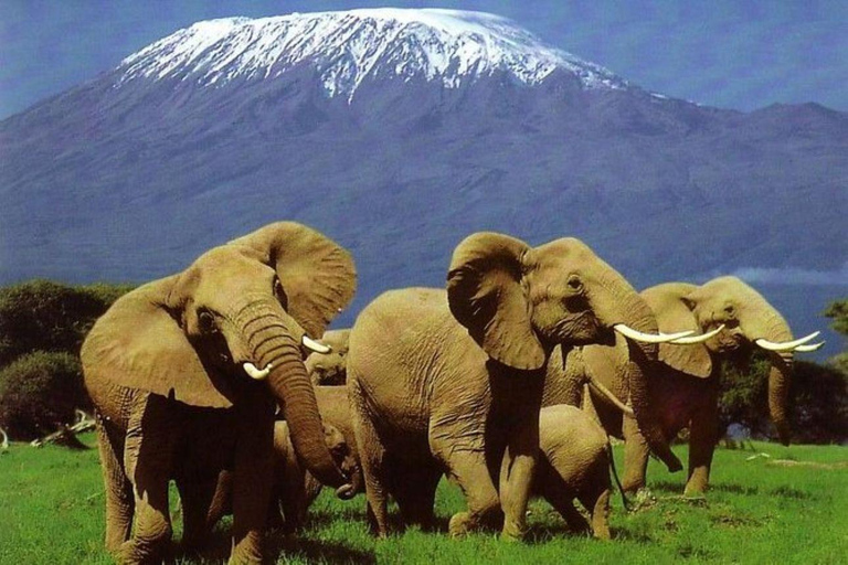 4 days Tsavo East, Amboseli and saltlick lodge safari