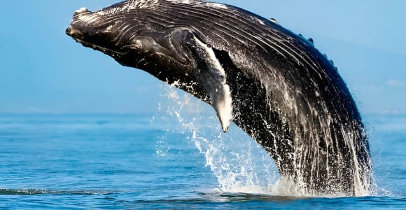 Oʻahu: Small-Group Whale Watching Sail with Local Crew