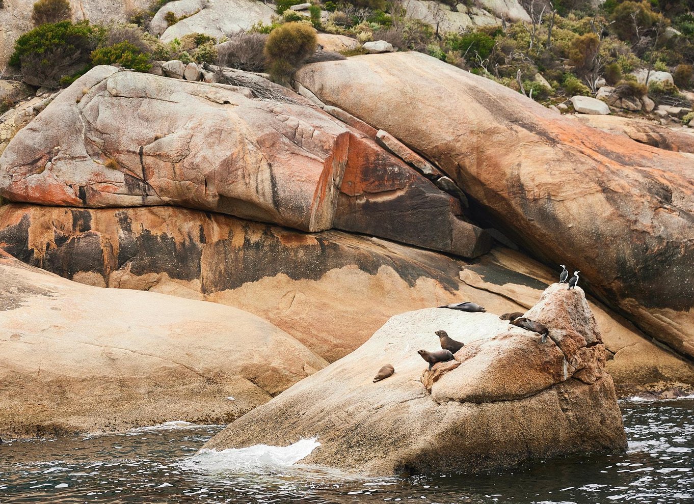 Wilsons Promontory: Eftermiddagskrydstogt i vildmarken