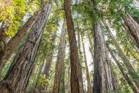 Depuis San Francisco : Visite guidée du Muir Woods National MonumentMuir Woods National Monument : visite avec billet d'entrée