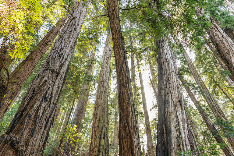 Vanuit San Francisco: Muir Woods National Monument RondleidingMuir Woods National Monument inclusief toegangsprijs