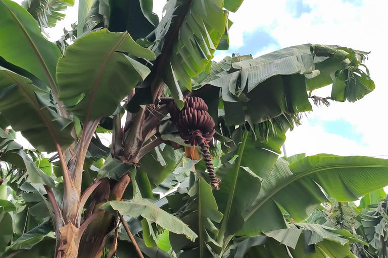 Gran Canaria: paraglidingvlucht en bananenplantageGran Canaria: paragliding en bananenplantage
