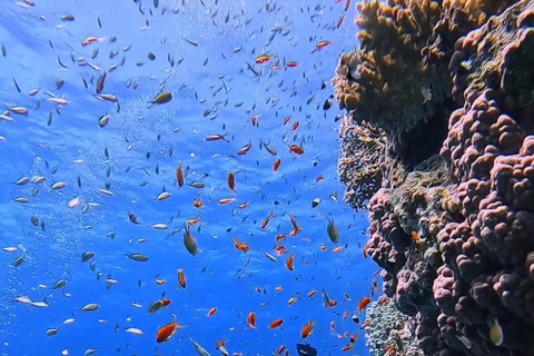 Expérience de plongée sous-marine sur le côté ou à AlanyaDe côté