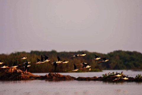 Sanktuarium ptaków Boeng Peariang w Siem ReapBoeng Peariang Bird