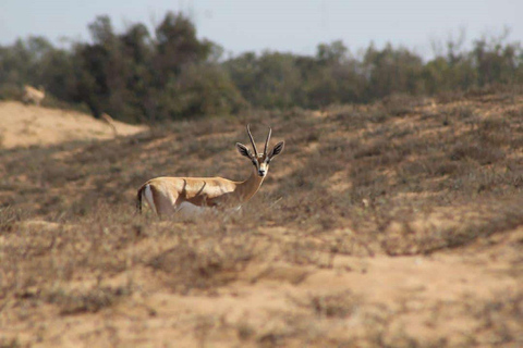 Parque Nacional de la Fauna Salvaje y Desierto del Sáhara, incluido el almuerzo