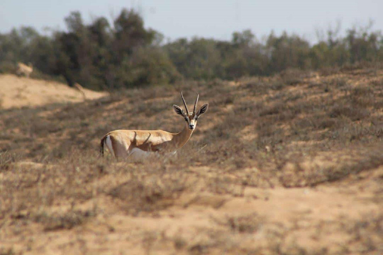 Agadir: Visita ao parque nacional e ao deserto do Saara, incluindo almoçoDe Agadir: Parque Nacional da Vida Selvagem e Deserto do Saara e Almoço