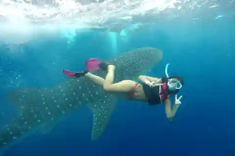 Riviera Maya: Excursión con el Tiburón Ballena