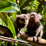 Foresta pluviale di Rio: escursione alle cascate, alla fauna selvatica e alle grotte
