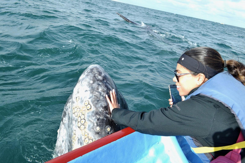 Grey Whale Watching at Mag Bay From Loreto
