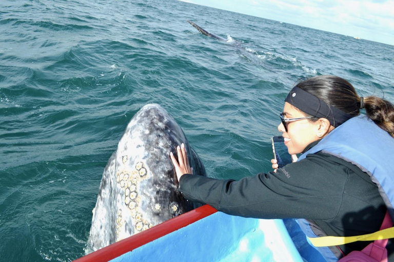 Grey Whale Watching at Mag Bay From Loreto