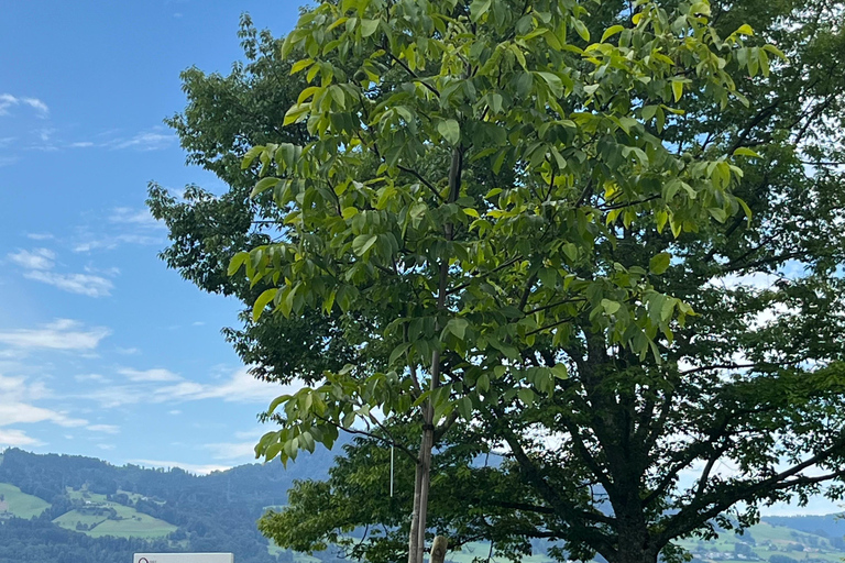 FREE PHOTO near Zurich Rapperswil: Castle, Rose Old Town FREE Photo add near Zurich Rapperswil walk Castle, Rose