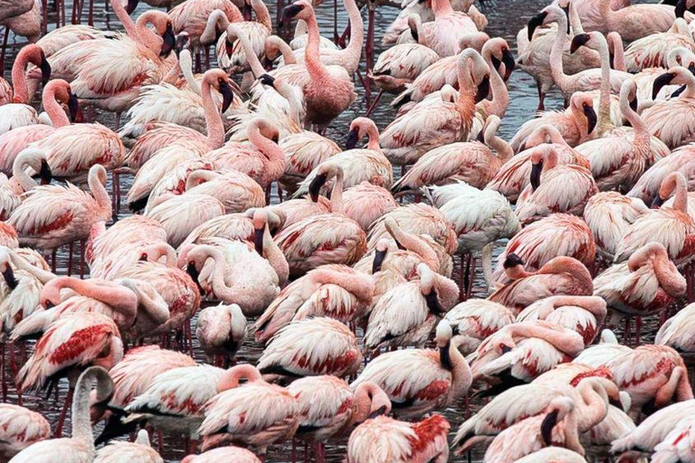 رحلة سفاري لمدة يومين لمشاهدة عجائب الطبيعة الأفريقية