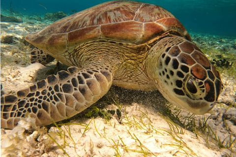 Z wyspy Gili Air: Snorkeling grupowy/publiczny 3 Gilis