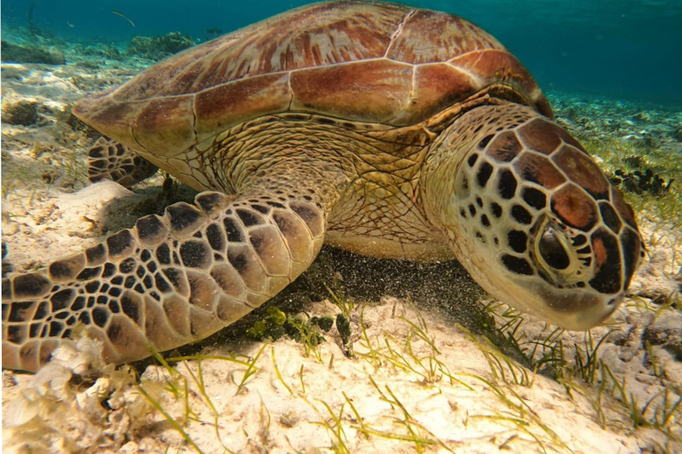 Au départ de l&#039;île de Gili Air : plongée en apnée en groupe/public 3 Gilis