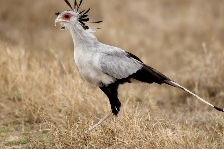 6 Day Best of Tanzania Northern Circuit Safari