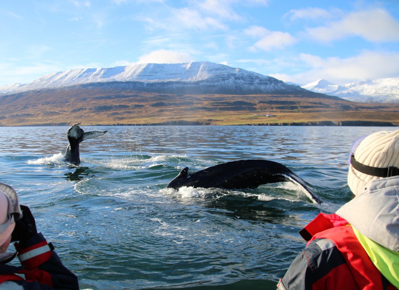 Akureyri: 2-timers hvalsafari med RIB-speedbåd