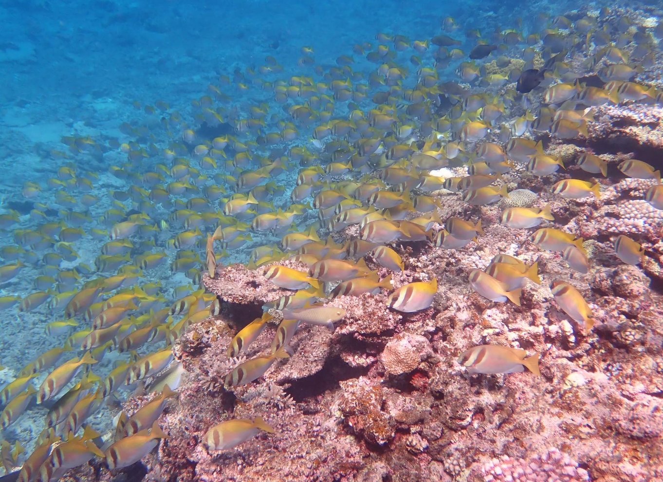 Ishigaki Island: Bådtur med snorkling ved Phantom Island